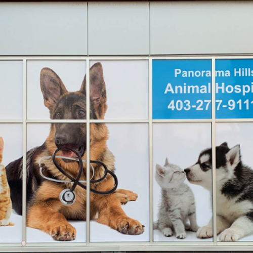 Window Graphics